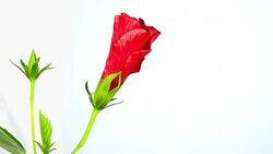 Hibiscus Stock Footage