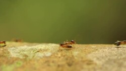 Macro Brown  termite walking Stock Footage