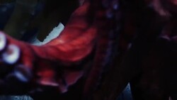 Octopus Stock Footage