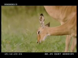 CU adult and young Impala (Aepyceros melampus) grazing, side view Stock Footage