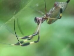 Giant Spider Stock Footage