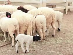Sheep in a field Stock Footage