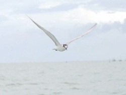 Freedom : HD Slom motion Stock Footage