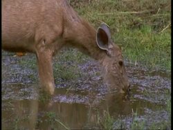 CU Sambar, Cervus unicolor, drinking from swampy puddle, Bandhavgarh National Park, India Stock Footage
