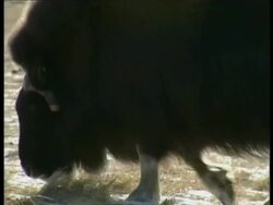 CU Musk Ox, Ovibos moschatus, grazing in snow, Arctic Circle Stock Footage