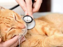 Doctor examining a cat Stock Footage