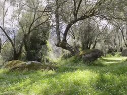 MS Shot of Archaeological site of the Neolithic with olive trees / Filitosa, Corsica, France Stock Footage