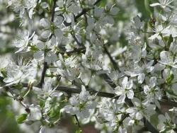 CU Blooming sour cherry / Kastel-Staadt, Rhineland-Palatinate, Germany Stock Footage