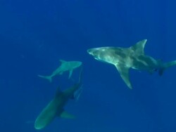 Bull shark, Carcharhinus leucas, near surface, underwater, Bahamas  Stock Footage