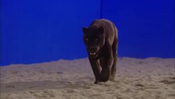 A black panther walks through sand in front of a blue screen. Stock Footage