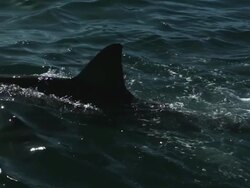 Dolphins Stock Footage