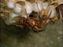 MCU Group of Hornets (Vespa crabro) clustered on cocoons, England Stock Footage
