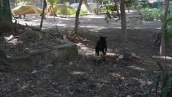 Vets and volunteers run project to control stray animals Instructional Video