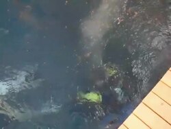 Two scuba divers Stock Footage