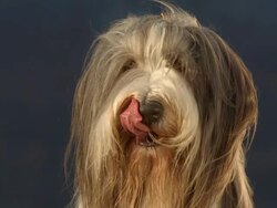 HD Super Slow-Mo: Bearded Collie Licking Its Mouth Stock Footage