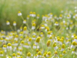 Chinese herbs Stock Footage