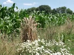 MS Farm of camomile and corn with cart-track / Serrig, Rhineland-Palatinate, Germany Stock Footage