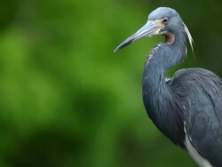 Blue Heron Stock Footage