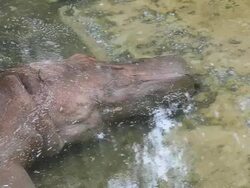 hippopotamus sink and sleep Stock Footage