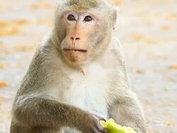 Close-up monkey Stock Footage