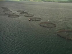 Aerial view of Scotland, Isle of Mull, fish farms, Sound of Mull or Lynn of Lorne, Scotland, North Atlantic Ocean  Stock Footage
