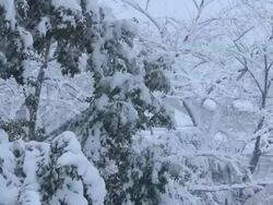 Snow covered the park. Tokyo, Japan Stock Footage
