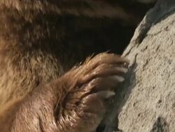 CU TU PAN Bear climbing on rock and sniffing food and feeding / Livingston, Montana, United States Stock Footage
