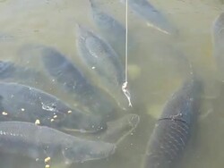 Feeding Arapaima big fish Stock Footage