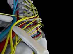 Human Anatomy (Male) 02 Stock Footage