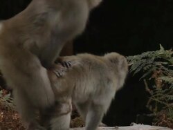 Japanese Macaques mating, Kinkazan Island, Japan Stock Footage