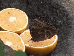 Morpho buttefly on orange Stock Footage