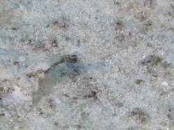 Dragon Sea Moth (Eurypegasus draconis) moving along sandy sea floor, Monad Shoa, Malapascua, Philippines Stock Footage