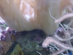 Small fish that live in the coral reefs sea. Stock Footage