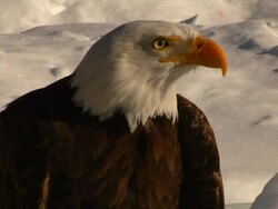 bald eagle in the snow Stock Footage