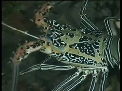 CU Painted Rock Lobster, zooms out to MS, Lobster pooked and jumps into reef crevice, Sipadan, Borneo, Malaysia Stock Footage