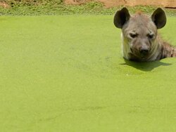 Hyena in water. Stock Footage