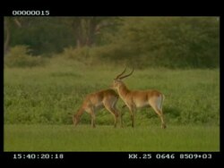 MS Lechwe (Marsh Antelope; Kobus leche ) stag pursuing female Stock Footage