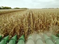 POV combine as it starts down eight rows in a cornfield, harvesting corn. Stock Footage