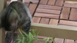 Playful Kitten Stock Footage