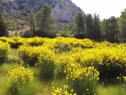 Bushes and Alpilles Mountains Stock Footage