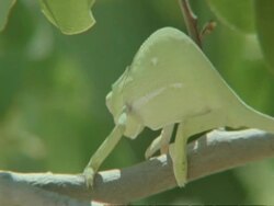 Flapnecked Chameleon, Chamaeleo dilepis, moving around on tree branch, Botswana, Africa Stock Footage