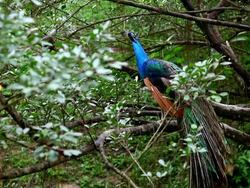 Peacock in the forest Stock Footage