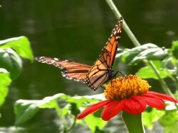 Butterfly Closeup Stock Footage