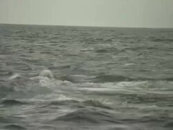Medium hand-held pan-left pan-right - A great white shark thrashes as it chases a seal on the surface of the water. Stock Footage
