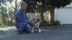 VOICED: Bulldog breed beloved, but beleaguered News Clip
