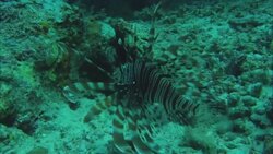 A lion fish swims along the floor of the Great Barrier Reef. Stock Footage