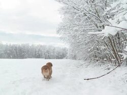HD SLOW MOTION: Golden Retriever Running In Snow Stock Footage