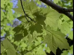 CU Sycamore leaves, Presque Isle, USA Stock Footage