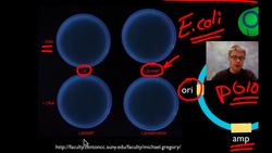 AP Biology Lab 6: Molecular Biology Instructional Video