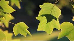 Tree leaves blowing gently in the breeze with insects, Holehird, Windermere, Lake District, UK. Stock Footage